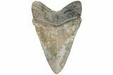 Serrated, Fossil Megalodon Tooth - South Carolina #234036-1